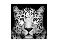 Стеклянные картины фото Стеклянная картина Panther SIGNAL Картина - artos.in.ua