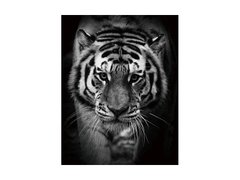 Стеклянные картины фото Стеклянная картина Tiger SIGNAL Картина - artos.in.ua