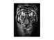 Стікляна картина Tiger SIGNAL Картина