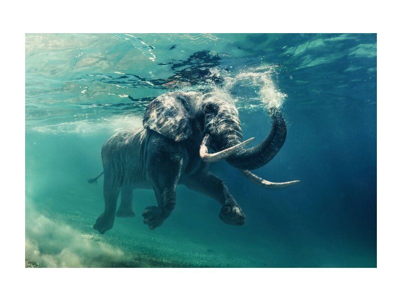 Стеклянная картина ELEPHANT SIGNAL Картина